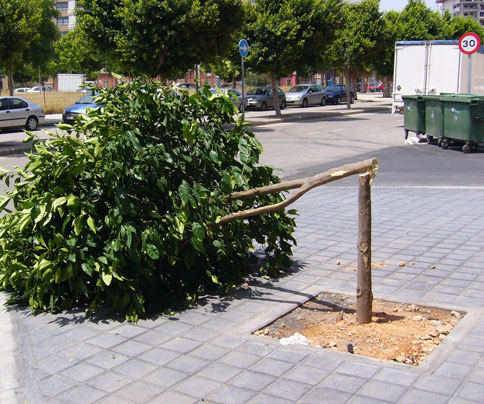 Arbol cortado Arbol cortado