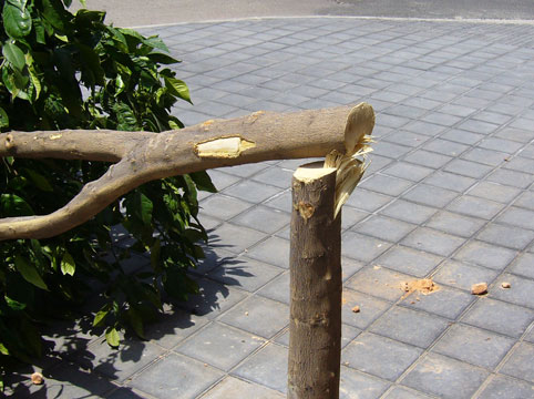 Detalle