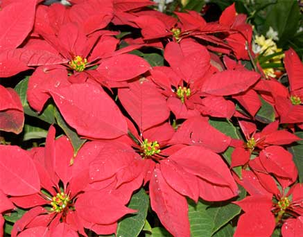 Flor de pascua Flor de pascua