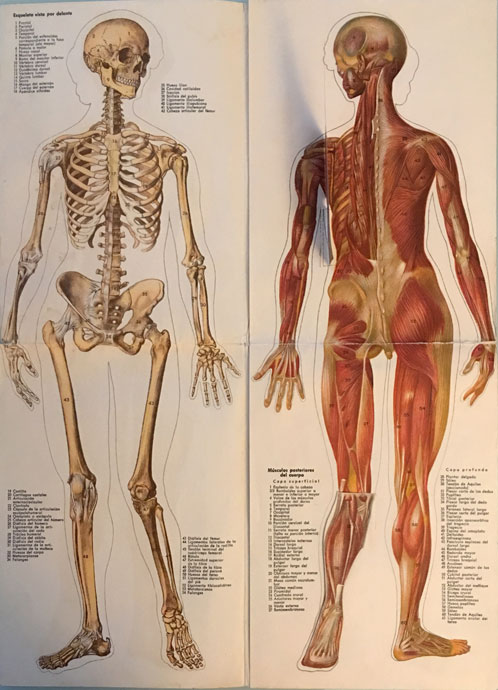 Anatomía de la mujer