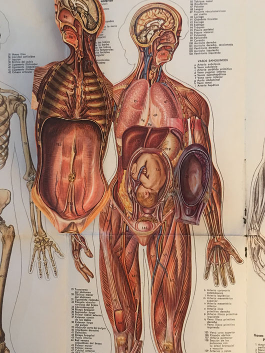 Anatomía de la mujer