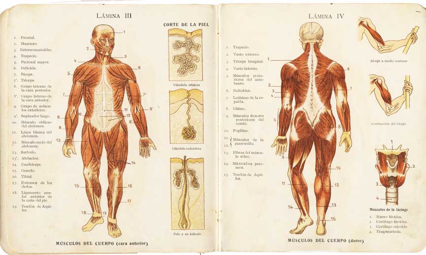 Pequeño Atlas de Anatomía