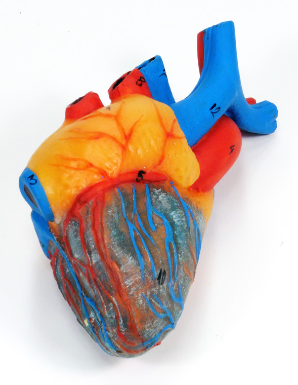 Modelo de corazón para la enseñanza