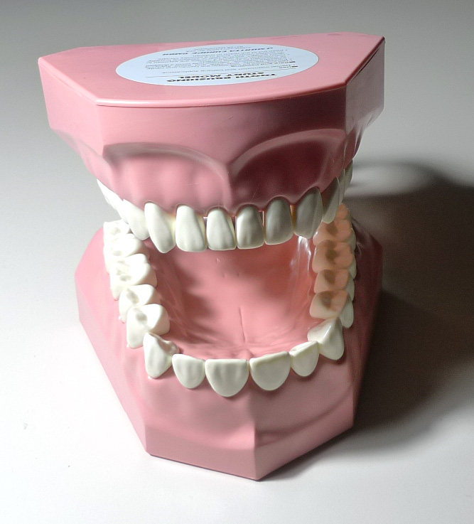Modelo de dentadura