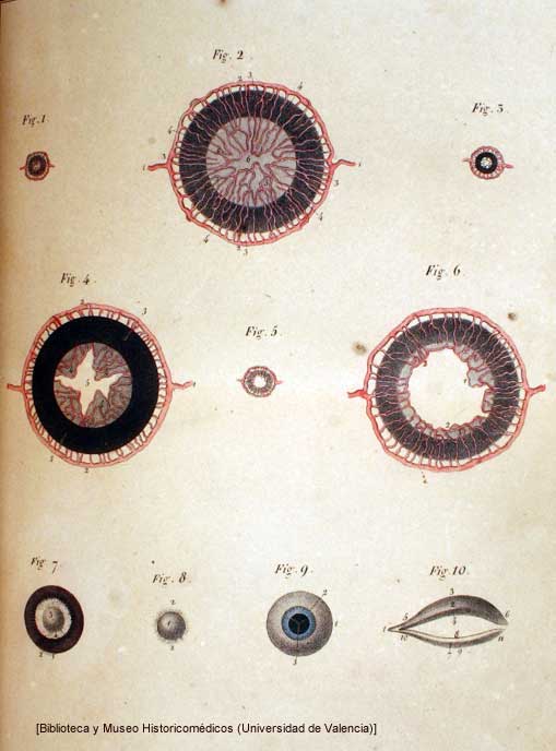 Lámina de su Atlas du Manuel d'anatomie...