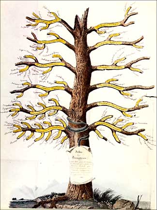 Arbol de las dermatosis (Alibert)