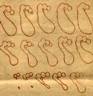 Ilustración de W. Cannon