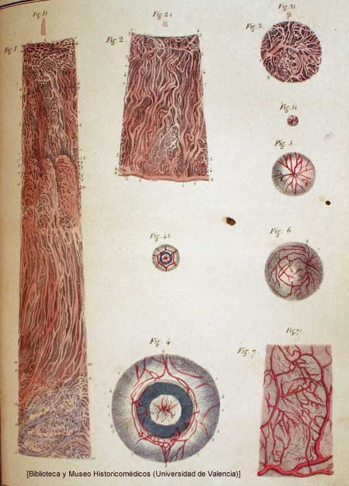 Lámina de su Atlas du Manuel d'anatomie...