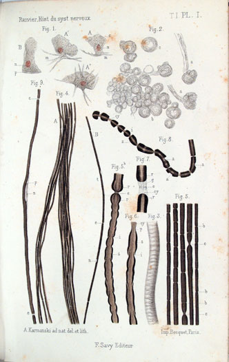 Lámina del Leçons sur l'Histologie du Système nerveux. Paris, 1878.
